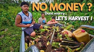 How The Farm Provided For Our New Years | Harvesting Taro in Samoa  | SamoanFarmer ‍