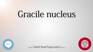 Gracile nucleus   Anatomy of the Brain   SeeHearSayLearn 