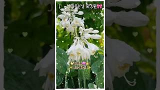 #이미자 #나는울었네 #꽃힐링 #힐링정원 #트롯여왕 #트로트 #야생화 #garden #flowers #비오는날 #힐링시간 #꽃정원 #shorts_
