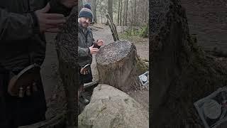 DON'T Hammer Coins Into Stumps In Scotland - At The Hermitage, Dunkeld #scotland #scotlandtravel