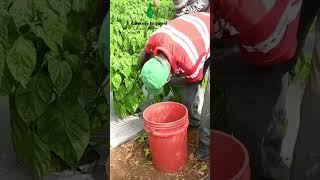 Picking scotch bonnet peppers with experienced "B"