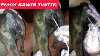 PROSES KAWIN SUNTIK PADA ANJING