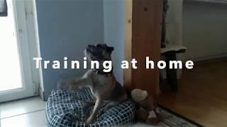 Training at home | Hundetraining