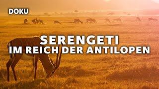 Serengeti – In the realm of the antelopes (animal documentary | full documentary in German)