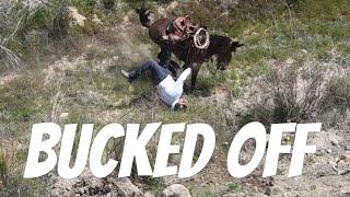 DID HE GET STOMPED!? - Mule Ranching Vlog #2