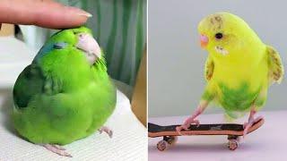 Smart And Funny Parrots Parrot Talking Videos Compilation (2024) - Cute Birds #44