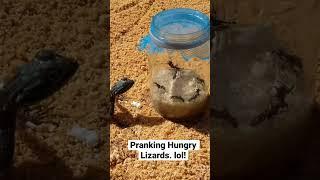 Pranking hungry lizards #wildlife #wildlifephotography