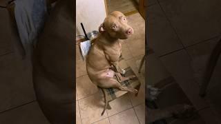 Как понять собаку  #funnydogs #cutedogs #shorts #питбульджина