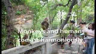 Monkeys and humans coexist harmoniously贵州贵阳  黔灵山猴子   4K