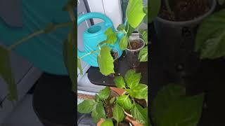 Садовод любитель)) #garden #садоводничество #дача#цветыдлядома