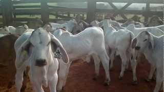 Terneros Brahman 2012 08-1.mp4