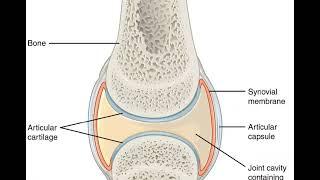 aspiration of synovial fluid| extraction of synovial fluid | synovial fluid #health #science #neet