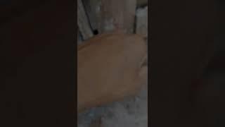 kabutar magical growth video ️#shorts #youtubeshorts #shortvideo #pigeon #kabutar #trending #viral