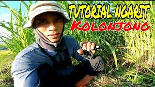 TUTORIAL NGARIT RUMPUT KOLONJONO