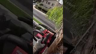 Dropping huge palm fronds from above a roof with a Milwaukee M18 Top Handle Chainsaw, climbing