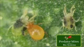 Persimilis Attacking Spider Mites | Predator Mites Bio-Systems L.L.C