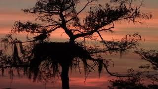 Heaven On Earth, Osprey Cypress Sunset, by Susan Perz