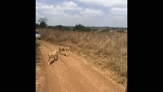 Lion's #lion #wildlife #photography #safari #nairobi #animals