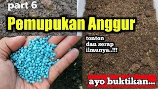 Ternyata ini, cara pemupukan anggur agar lebih subur dan cepat berbuah - part6