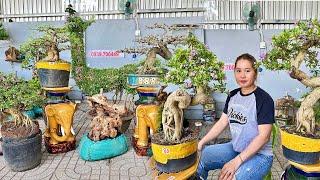 An bonsai 28/6 #0939700449 chào bán nhiều loại cây cảnh và đôn Voi