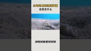 把小鸟玩具放在鹦鹉面前，会发生什么？#知识 #趣闻 #历史