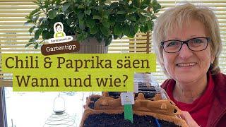 Wann und wie Chili und Paprika ansäen?