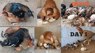 Two Chicken's Breeding Process & Chicks Transformation From Crossing To 75 Days
