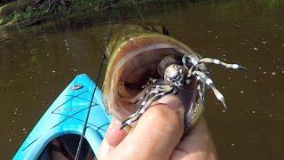 SPIDER BASS! Fishing a TOPWATER Spider Lure for BIG SMALLMOUTH