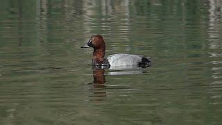 Polák velký (Aythya ferina) Common pochard, Tafelente, Красноголовый нырок, Głowienka zwyczajna