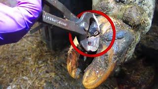 EXTRACTING NAILS from COW's HOOVES ... Hoof GP COMPILATION!