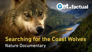 Searching for the Coast Wolves - British Columbia | Nature Documentary