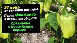 37 день от высадки рассады. Перец Фламинго в весеннем обороте. Сравнение с российским перцем