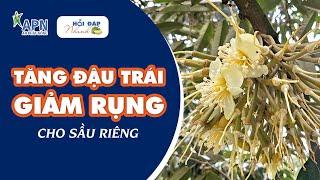 APN - TĂNG ĐẬU TRÁI, GIẢM RỤNG CHO SẦU RIÊNG | Hỏi đáp nhanh kỳ 31