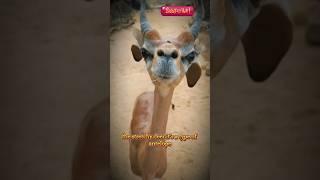 "Meet the Strangest Creature You've Never Seen!"#facts #mystery #animals #funny #wildlife #usashorts