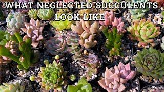 What neglected succulents look like