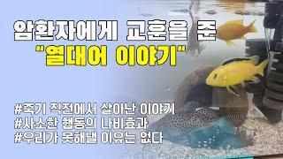 암환자에게 교훈을 준 열대어 이야기 (경험담) | 30대 암환자 | 두경부암 | 비인두암 | 희귀암 | 세브란스 | 후유증 | 믿음 | 의지 | 긍정