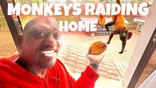  UNBELIEVABLE *MONKEYS INVADING HOME* IN NAIROBI