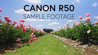 Canon EOS R50 Cinematic Sample Footage