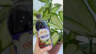 Подкормка для растений весной