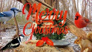 Big Screen Christmas Birds and Squirrels (1 Hour)