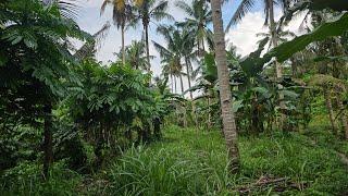 49,000 sqm with 2,000 coconut and banana trees at Aloguinsan Cebu Philippines 50/sqm