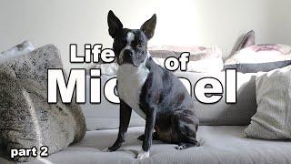 Life of Michael (Part 2: The Big Boy Years) | Michael the Boston Terrier