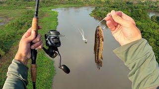 Epic LIVE BAIT Fishing in The Pantanal Jungle!! Spotted Wild Jaguars!!!