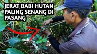 Jerat babi hutan paling ampuh