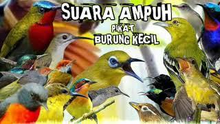 pikat burung kecil paling ampuh || suara pikat burcil || pikat burung kecil anti zonk