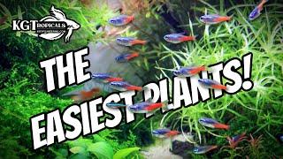 Don't Buy Aquarium Plants Without Watching This FIRST! The Easiest Plants In The Hobby!