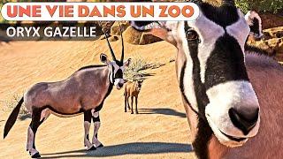 Enclos de l'Oryx Gazelle (En pente) | ÉPISODE 78 | PLANET ZOO | Franchise