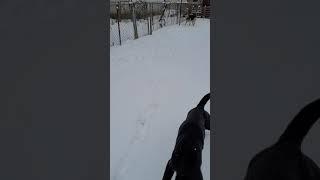 jugando con la mamá German shepherd en la nieve