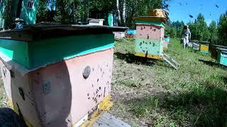 Один день из жизни пчеловода или дежурство на пасеке ч.1