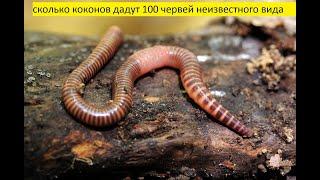 разведение червей в домашних условиях. биогумус. Черви.бизнес на червях#черви#разведениечервейдома#